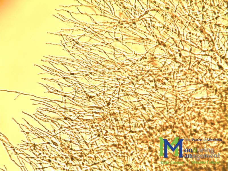 White Mold Growing Inside of an Air Conditioning Unit in Hospital Operating Room